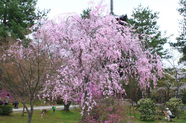 枝垂桜