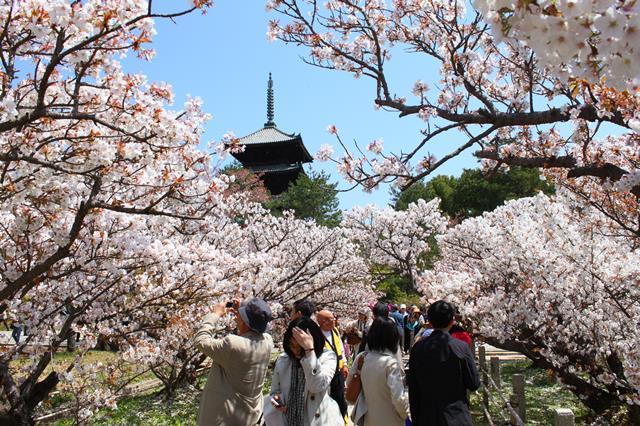 名勝御室桜