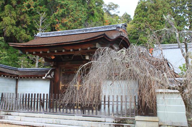 唐門前のしだれ桜