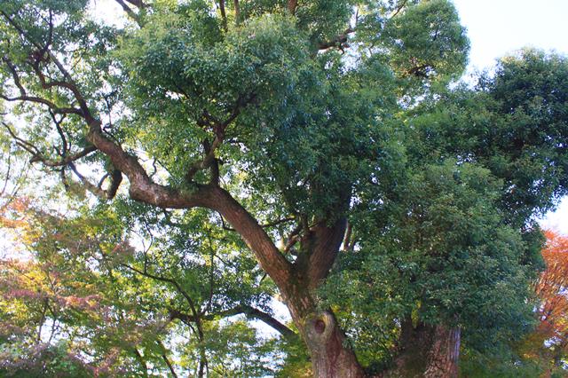 府指定天然記念物の楠木正成手植えのクスノキに桜、紅葉など豊かな自然