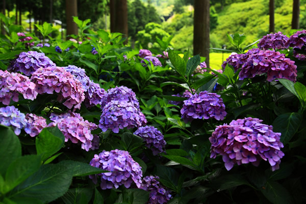 紫陽花(アジサイ)