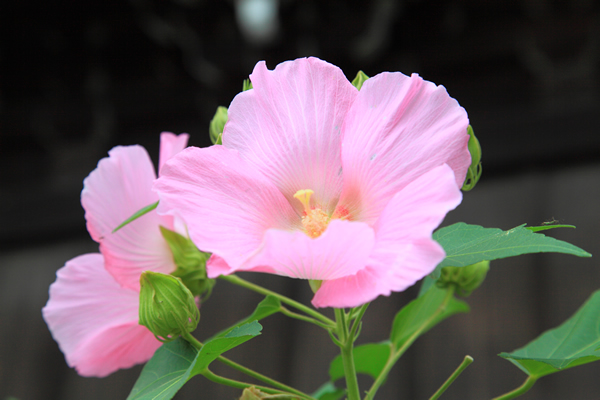 芙蓉 フヨウ 花ごよみ 京都の自然 京都に乾杯