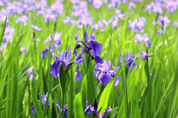 杜若 カキツバタ 花ごよみ 京都の自然 京都に乾杯