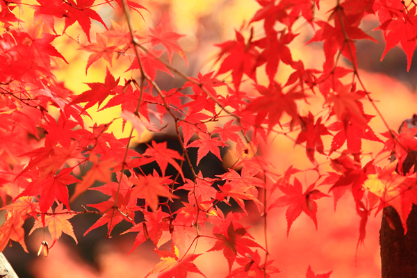 紅葉 モミジ 花ごよみ 京都の自然 京都に乾杯