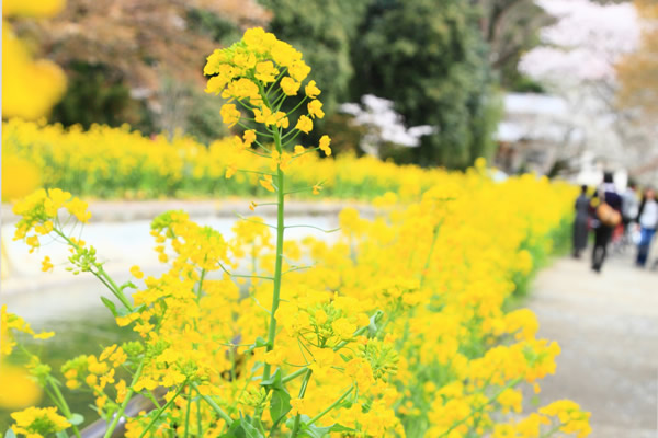 菜の花(ナノハナ)