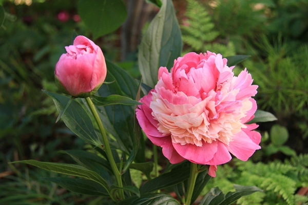 芍薬 シャクヤク 花ごよみ 京都の自然 京都に乾杯