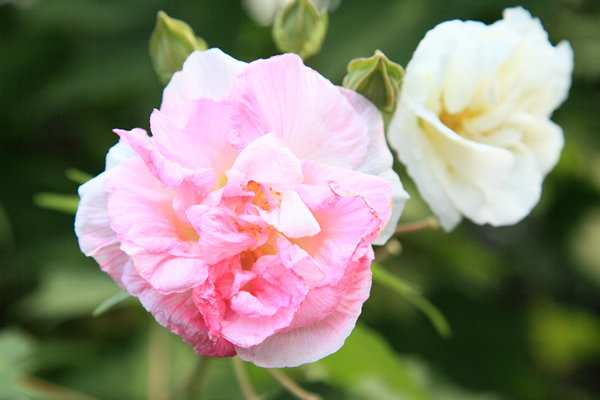 酔芙蓉 スイフヨウ 花ごよみ 京都の自然 京都に乾杯