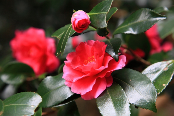 椿 ツバキ 花ごよみ 京都の自然 京都に乾杯