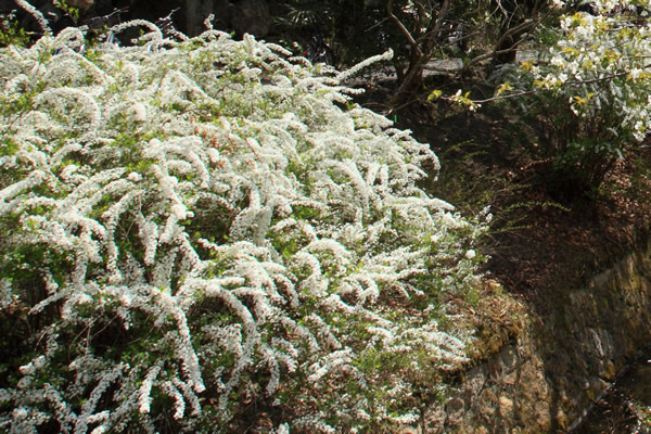 雪柳(ユキヤナギ)