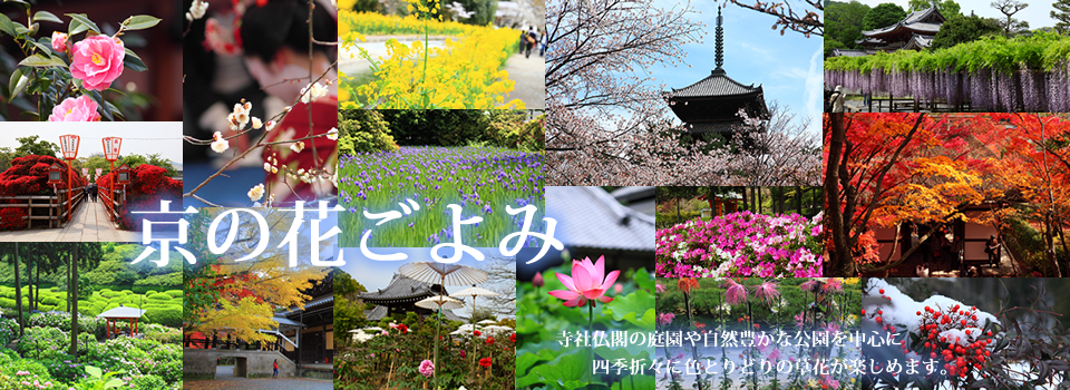 京の花ごよみ　寺社仏閣の庭園や自然豊かな公園を中心に四季折々に色とりどりの草花が楽しめます。