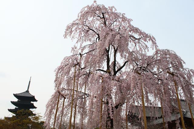 東寺の桜