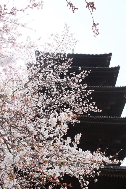 東寺の桜