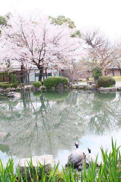 東寺の桜