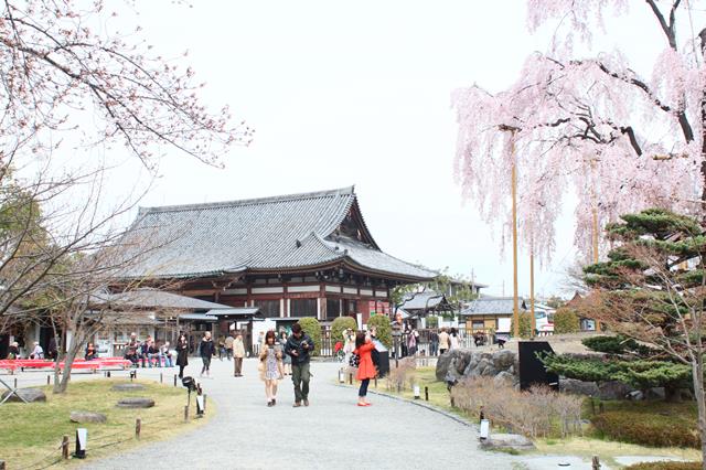 東寺の桜