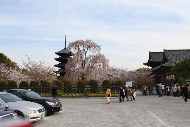 東寺の桜