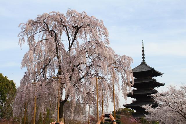 東寺の桜