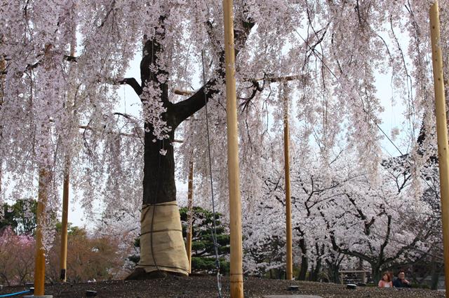 東寺の桜