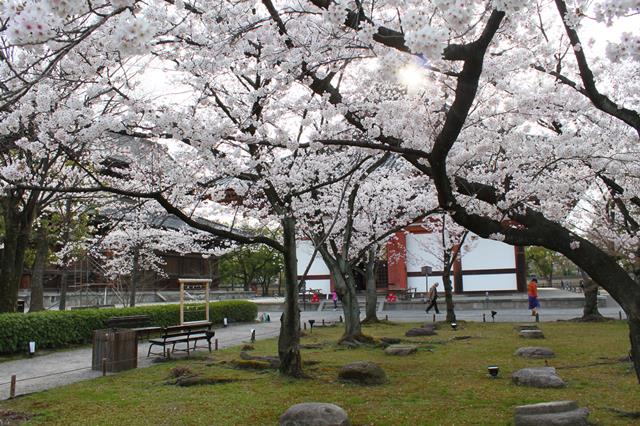 東寺の桜