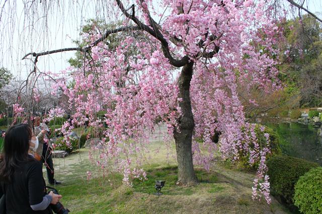 東寺の桜