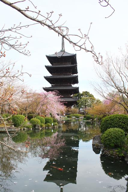 東寺の桜