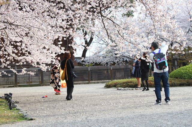 東寺の桜