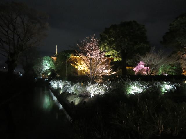 東寺夜桜ライトアップ