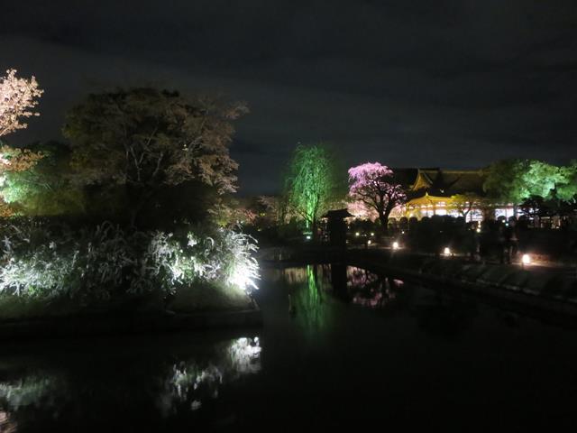 東寺夜桜ライトアップ