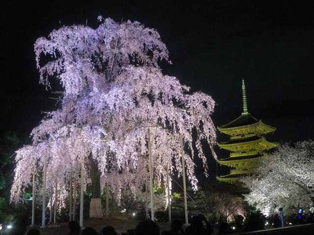 東寺夜桜ライトアップ