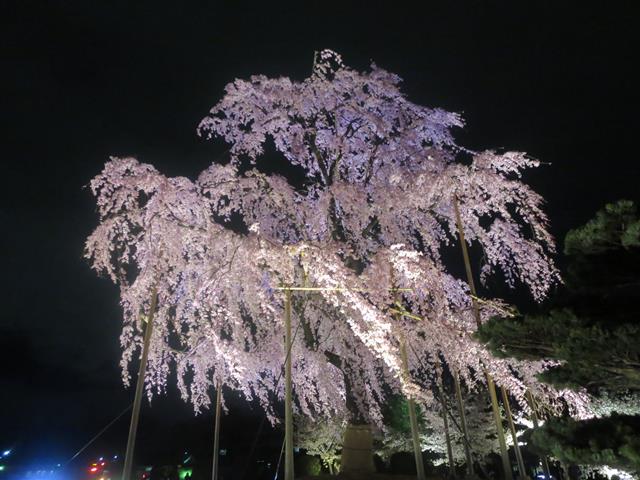 東寺夜桜ライトアップ