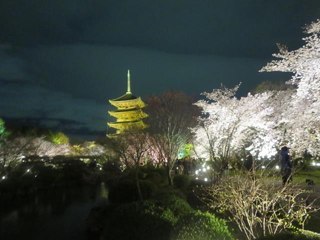 東寺夜桜ライトアップ