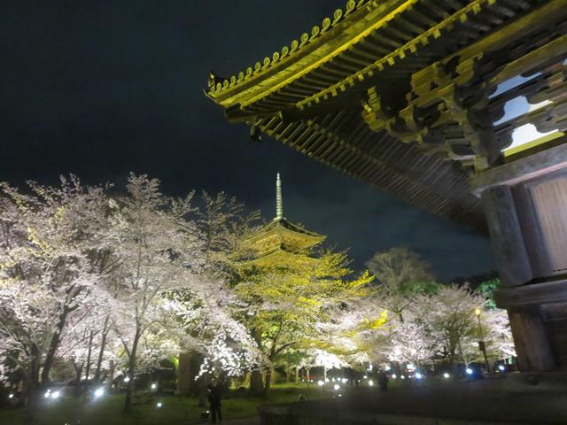 東寺夜桜ライトアップ