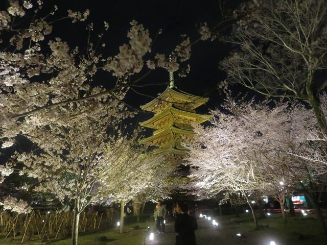 東寺夜桜ライトアップ