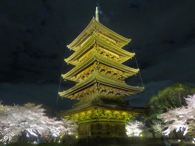東寺夜桜ライトアップ