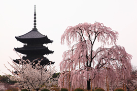 東寺(教王護国寺)