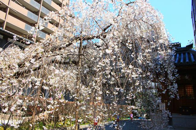 枝垂桜