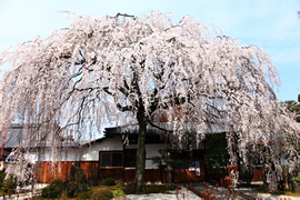 本満寺