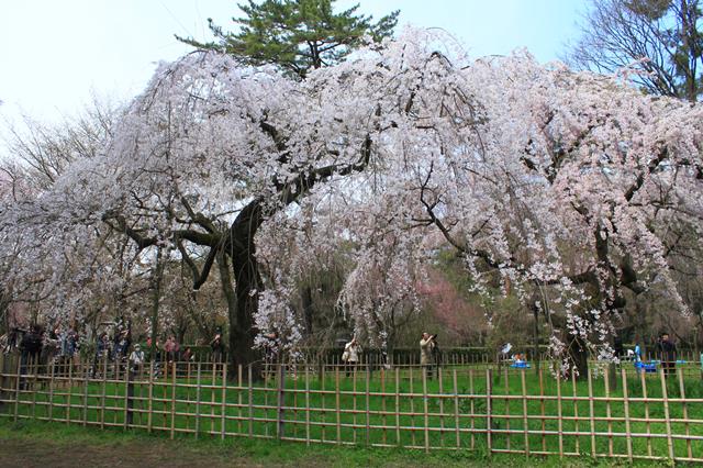 枝垂桜(糸桜)