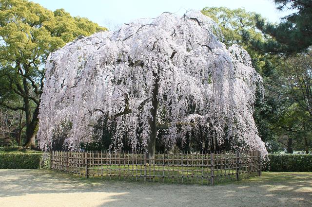 出水の枝垂桜