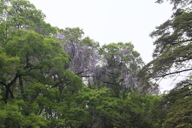 山藤(ヤマフジ)