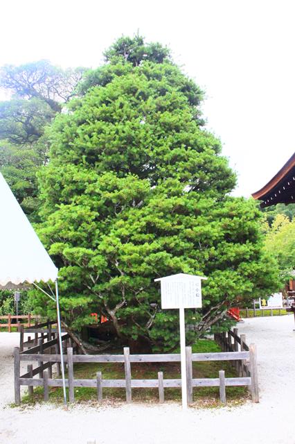 媛小松