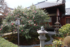 地蔵院(椿寺)