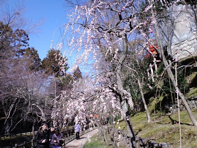 御土居下梅苑