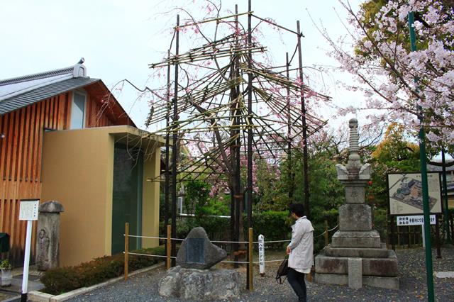 紅八重枝垂桜