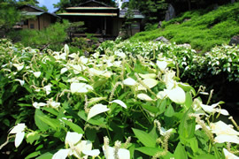 建仁寺 両足院