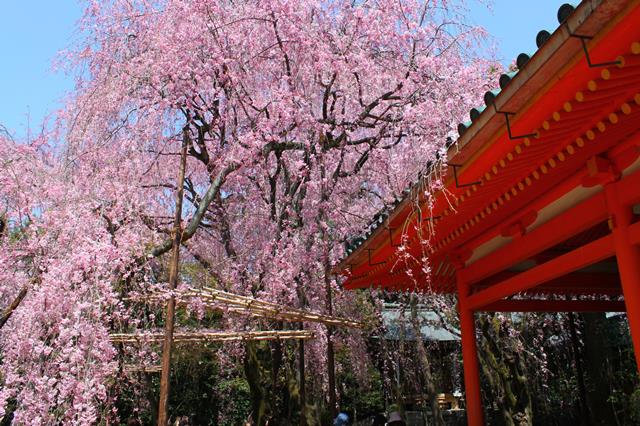 八重紅枝垂桜