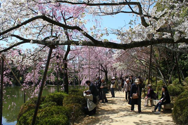 紅枝垂桜