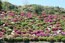 蹴上浄水場(蹴上のつつじ)