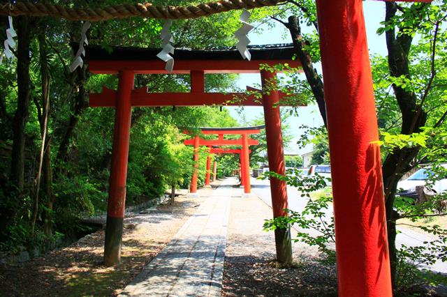 桜並木の参道