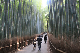 竹林の小径(竹林の道)