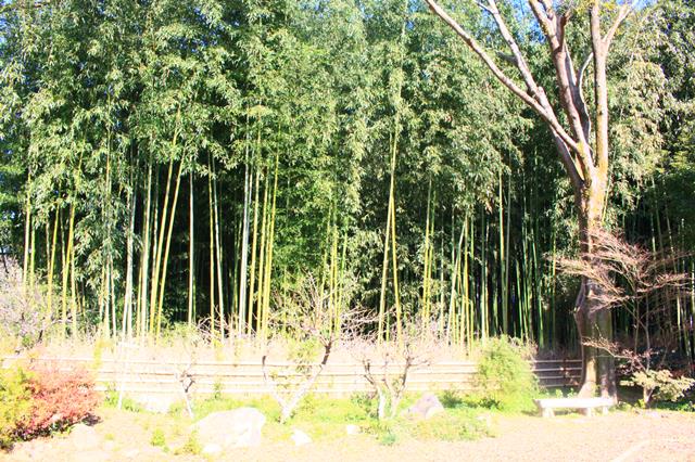 嵯峨の竹林